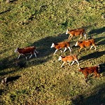 Sacrées vaches ! הולכות בתלם